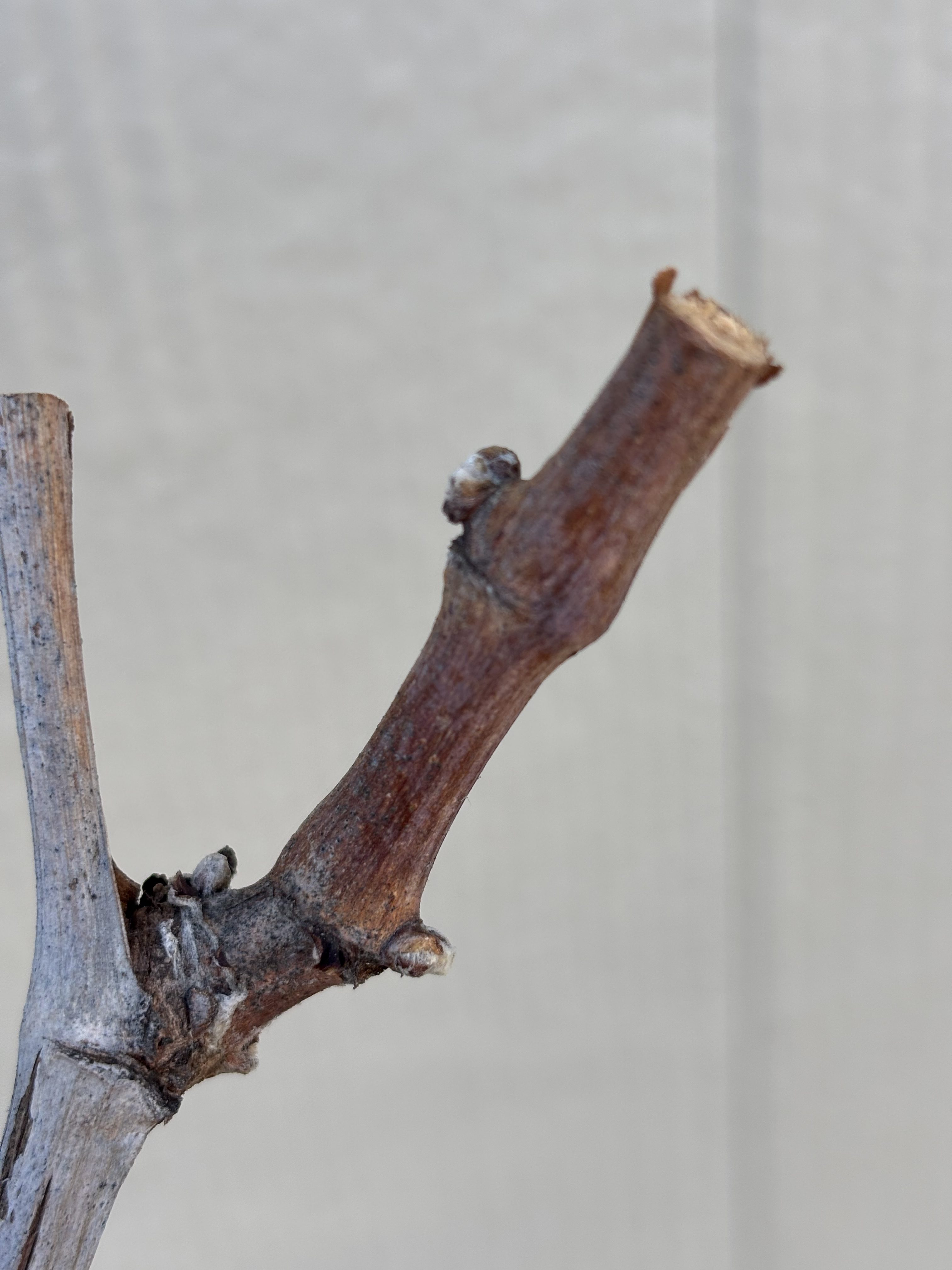 ぶどう栽培記録　-52-